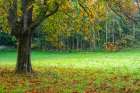 Slovenia, Bled. Fall color in tree foliage. Art Print